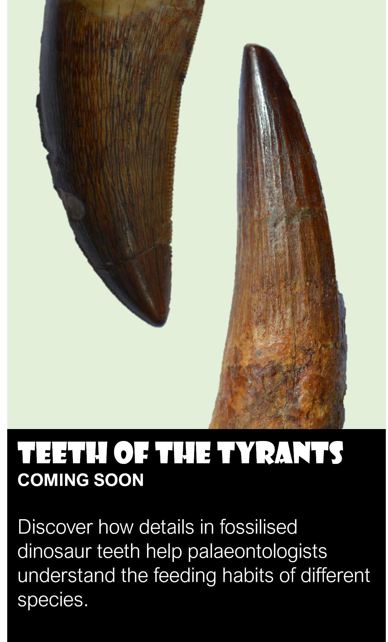 Home Page - Exhibit - Teeth