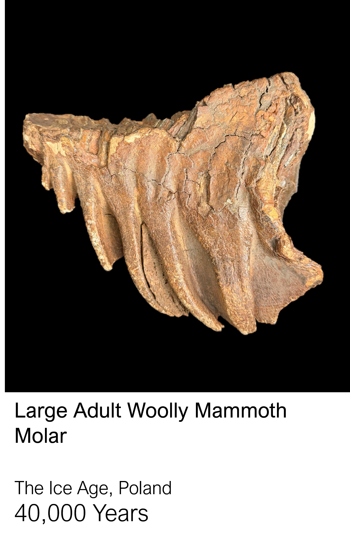 PW - Caro - Mammo